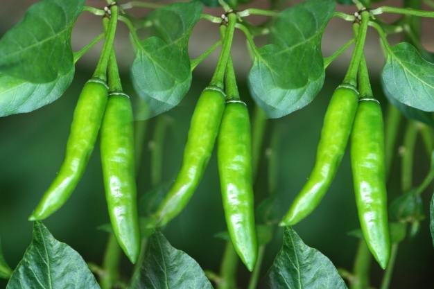 Green Chilli