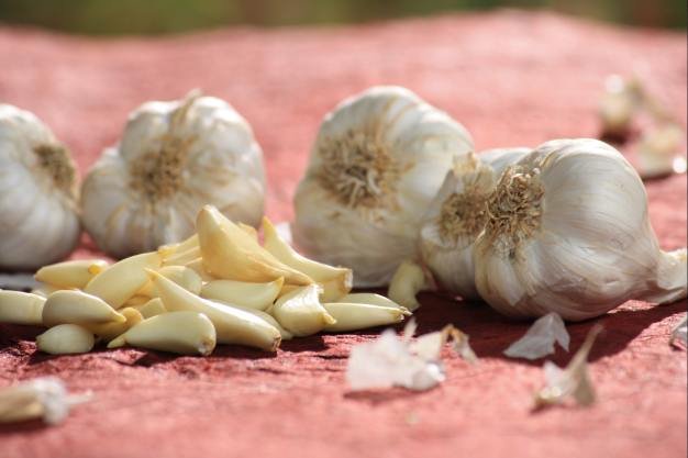 Garlic